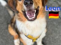 Leon, 02/24 - süßer Teenie sucht DRINGEND Zuhause! Leon wartet in 64385 Reichelsheim