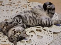 Reinrassiger BKH Tabby Silver Shaded