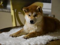 Shiba Inu Welpen