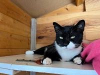 Smoking, FIV positiv, Einzelprinz