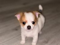 Chihuahua Welpe Weibchen