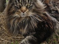 Reinrassinger Maine Coon Deckkater hat noch Termine frei