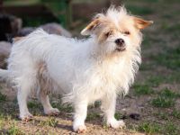 Kleiner Senior Wolke