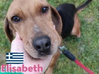 Elisabeht, 01/21 - sportliche junge Hündin sucht aktive Familie