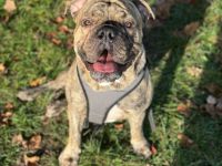 Olde English Bulldogge Buddy
