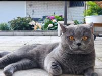 Britische Kurzhaar kitten