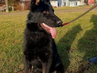 Junger Deutscher Schäferhund 6 Monate, schwarz mit Abzeichnen