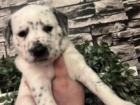 Dalmatiner Mix Welpen abzugeben