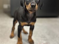 Dobermann-Aussie-Designerhundewelpen