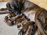 Hannoversche Schweißhund