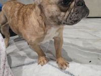 Französische Bulldogge,Tinkerbell sucht ihre Familie