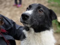 Der schöne Hans sucht ein Zuhause