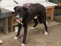 freundlicher Bombay sucht ein liebevolles Zuhause