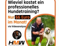 Professionelles Hundetraining – Persönlich oder auch via Videoanalyse