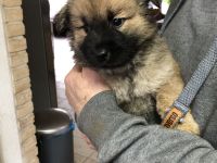 Reinrassiger Eurasier Hündin ab 16.4.abzugeben