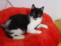 Shira sucht dringend ein Zuhause