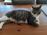 Tiberius sucht dringend ein Zuhause