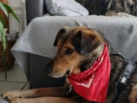 Socke sucht seine Familie