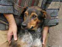 Socke sucht seine Familie