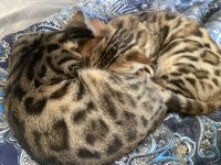 2 Süße, wunderschöne, reinrassige Bengalkitten mit Stammbaum