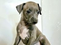 Italienisches Windspiel * 2 Welpen aus qualifizierter Liebhaberzucht *FCI