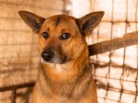 Treue Seele Soare sucht ein Zuhause voller Geduld und Liebe