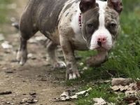 Tolle American Bully Hündin