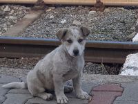 Ayliva- die kleine Entdeckerin🐶⭐️