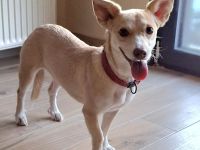 Junghündin Emelia / kastriert / derzeit noch in Griechenland