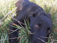 Rusty, 1 Jahr, neugieriger Abenteuer sucht Familie