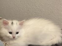 Baby Katze zu verkaufen