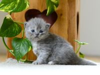 BKH Kitte mit Excellenten Stammbaum