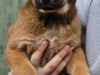 Malinoi Boxer Labradormix..