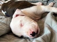 WELPE AMERICAN STAFFORDSHIRE TERRIER/PIT BULL