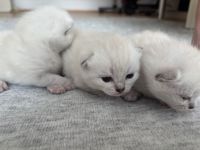 Britisch Kurzhaar kitten