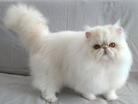 verschmuster Perserkater