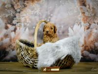 Grosspudel Welpen Königspudel Papiere