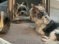 Yorkshire Terrier Deckrüde (kein Verkauf)