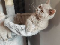 Britisch Kurzhaar  3 Monate! Mit Impfung und Entwurmung!