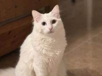 Türkische Angora Katze