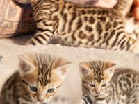 Exklusive zauberhafte Bengal Kitten Katzen Kätzchen mit Ahnentafel