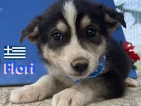 Flocke, Frieda, Flora, Felix, Flori, Floyd, Finn und Falko, 02/25-Unsere F-Welpen suchen ein Zuhause