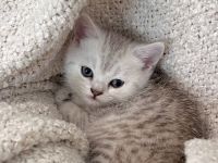 Süße BKH-Babykatze sucht liebevolles Zuhause