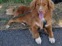 NOVA SCOTIA DUCK TOLLING RETRIEVER