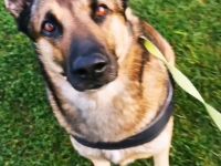 Ich suche nach einer Hündin für meinen Schäferhund.