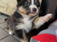 Traumhafte Australian Shepherdwelpen  suchen ab Mitte Mai ihre Lebensstellung