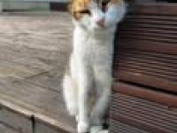 MARIGOLD ❤  SEHR EILIG! .