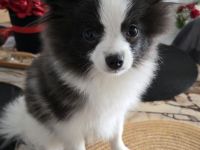 Deutsche Spitz (Welpe)