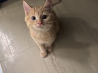 Coco sucht eine liebevolles Zuhause ❤️🐾