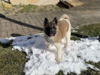 American Akita Hündin